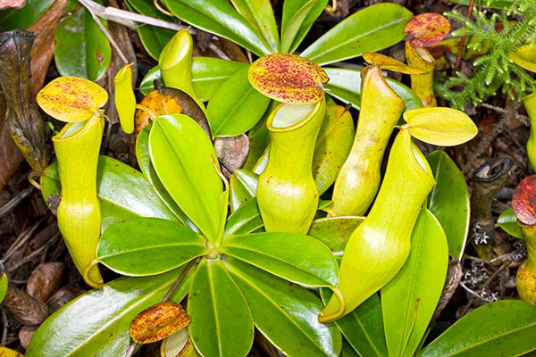 N/70/14 Nepenthes pervillei
