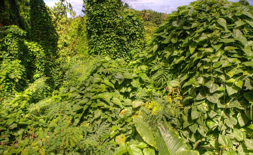 invasive plants